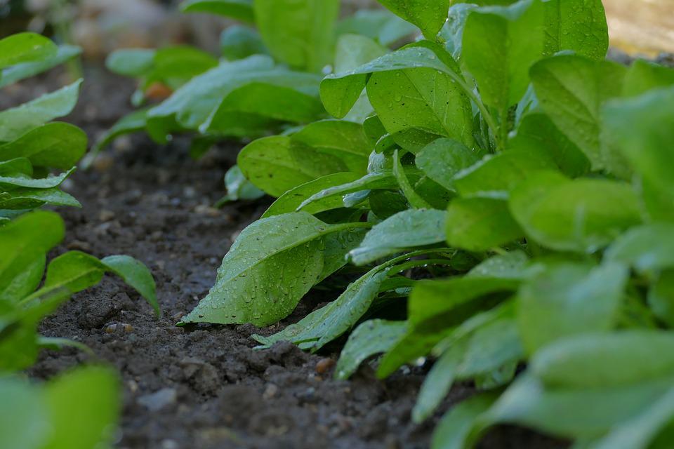 Top 5 Vegetables To Grow In Pots – Gardening Guide